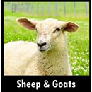 Sheep & Goats